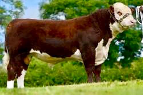 SOLPOLL 1 KENTUCKY KID Heifers Sell for €5145 and €4515