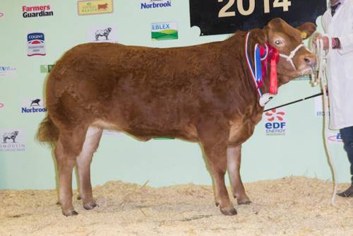 English Winter Fair Supreme Champion