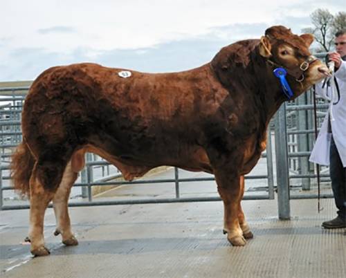 ACAJOU Son Sells for 4800 gns at Brecon