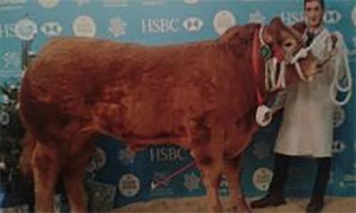 Champion Charolais Steer and Reserve Overall Steer at Welsh Winter Fair sired by AVRIL