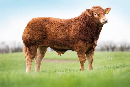 GOLDIES JACKPOT - Semen Available