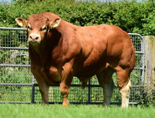 GOLDIES JACKPOT Heifers Sell for €16,800 and €14,400