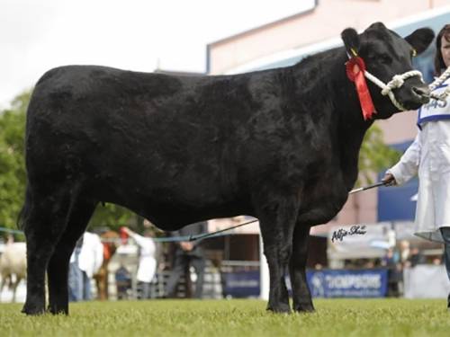 Full Sister to Goulding Jumbo King K436 wins at All Ireland Final
