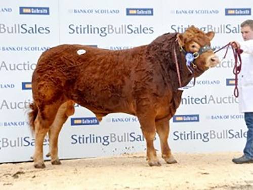 TIGRIS Son Tops Stirling at 8,000 gns
