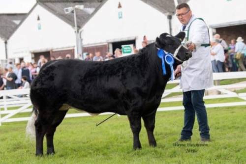 Reserve Overall Commercial Champion Great Yorkshire Show