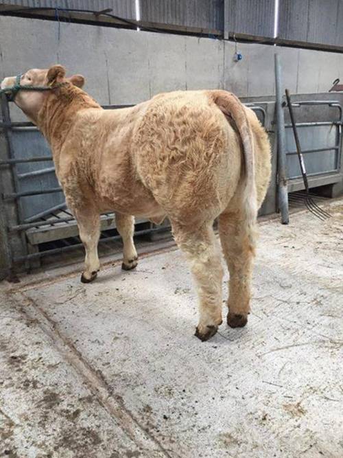 GUEPARD Heifer Calf sells for €4650
