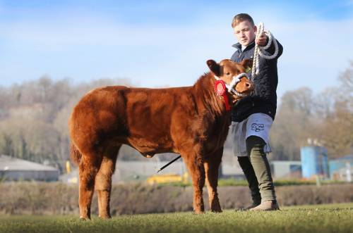 Heifer Calf Sells for £3250 at Ruthin Show Potentials for Tyisaf, Erwood