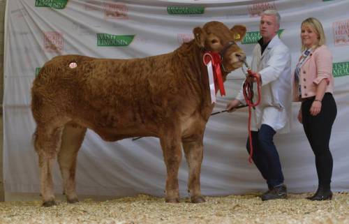 GOLDIES JACKPOT Yearling Heifer Sells for €5,700