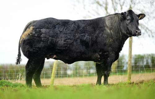 Super Quality NOX Sired In Calf Heifers at Jalex Sale