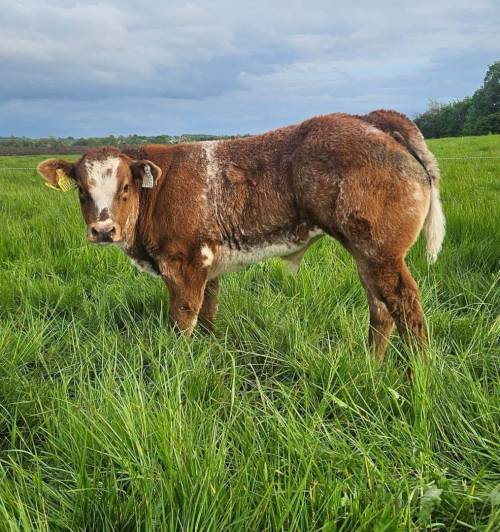 Rollie Van De Steenakker Progeny
