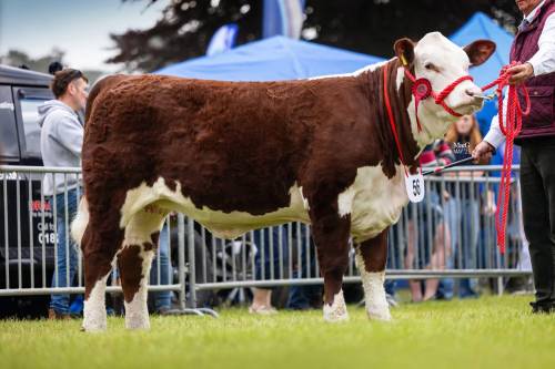 Fisher 1 Profile Sires Reserve Female Champion at Shropshire County Show