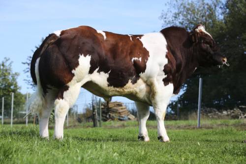 BBG Hong Wang - now Available 