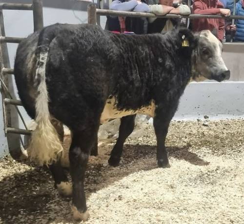 Patissier de la Grande Rose (PPS) Weanling Heifer sells for €5600