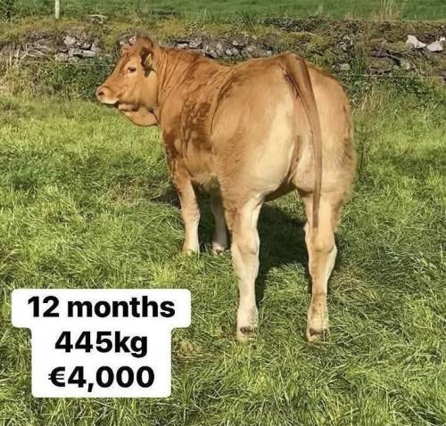 Powerful Proper Progeny Excel