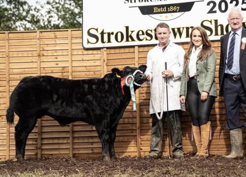 Delure De La Beole sires All-Ireland Calf Champion under 320 kg