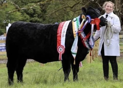 All Ireland Angus Supreme Champion sired by HW Farghal