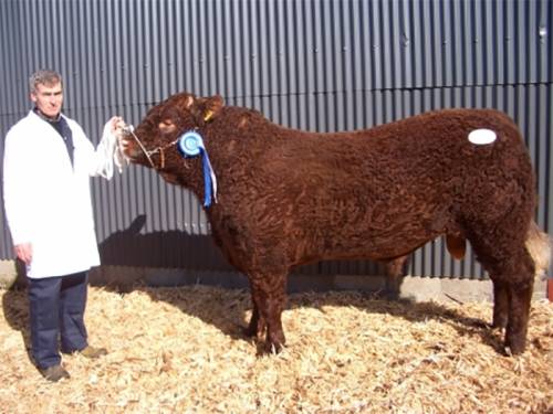 New LATASTER ERIC (SALERS) Semen Available