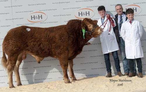 Elite FOREVER BRILL (TVR) son sells for 12,0000 gns at Carlisle