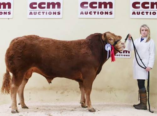 MALIBU Son Sells for 5000 gns at Skipton