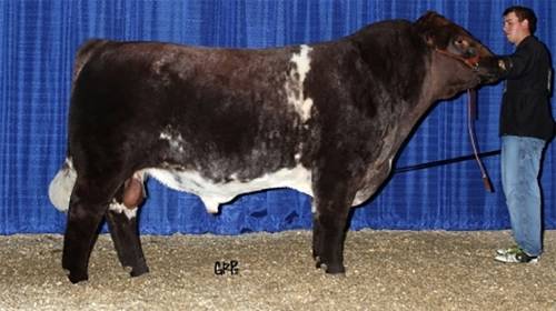 NEW Beef Shorthorn Semen - Paintearth Rama
