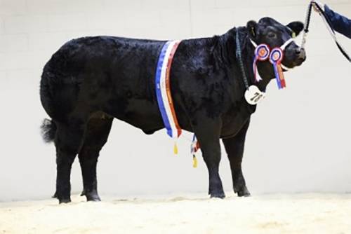 Elite Forever Brill Heifer WINS 2015 LiveScot