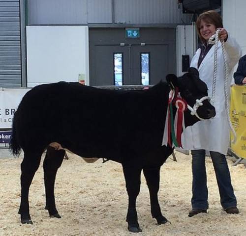 'Read All About It' takes Butchers Select Champion at Welsh Winter Fair 