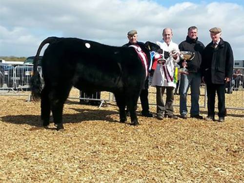 Goulding Jumbo King Son Tops Carrick on Shannon Sale
