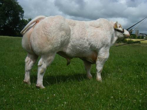 New British Blue Bulls - Semen now Available