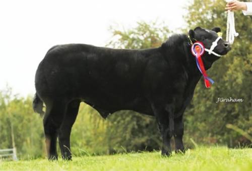 Ross Alo Crossbred Calf Sells for £4200 at Stirling