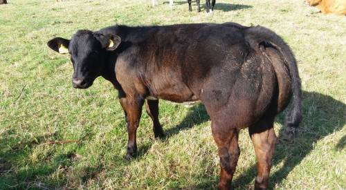 6 month old ROSS ALO sired calves sell for £4,000 and £3,700 at Clifton Mill Herd Dispersal