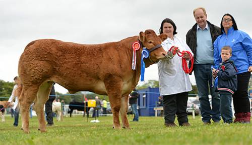 All Ireland Heifer Finals 2014