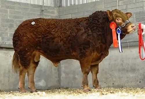 Dollar Son Tops Roscrea, Ireland at €7,100