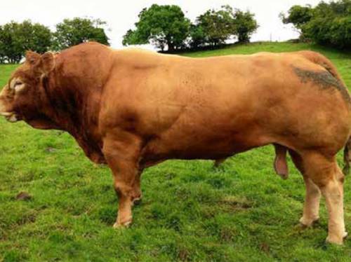 New ROUNDHILL SATURN Semen available