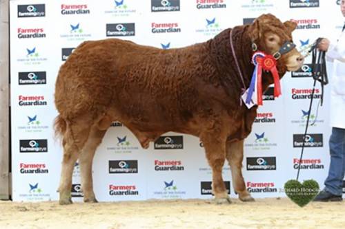 Roxburgh Homeland Reserve Champion Stars of The Future Calf Show