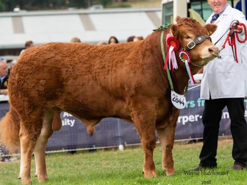 Elite Forever Brill Son - Male Champion at Royal Welsh Show
