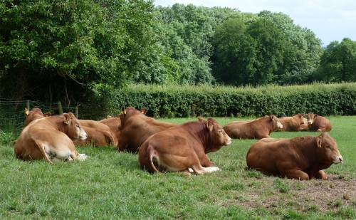 Large Selection of Pedigree Limousin Bulls 18 - 20 m