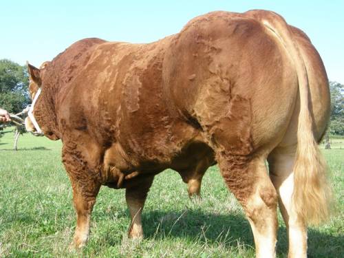 ATTIRANT wins Best Stock Bull - 2011 National Limousin Pedigree Herd Competition