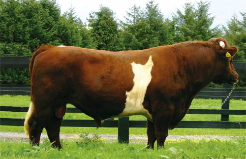 New BEEF SHORTHORN Semen Available