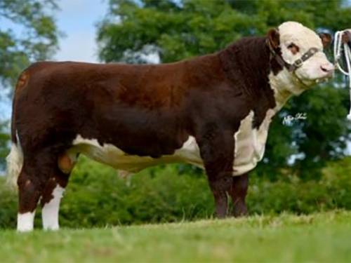 NEW Polled Hereford Bull - Solpoll 1 Kentucky Kid