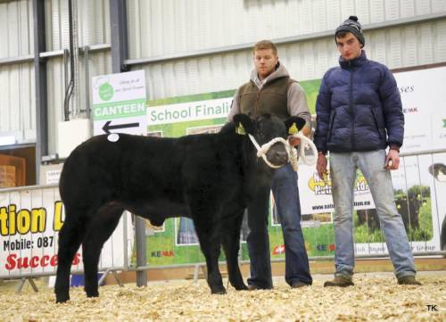 Elite Forever Brill Heifer Calf Sells for €6200