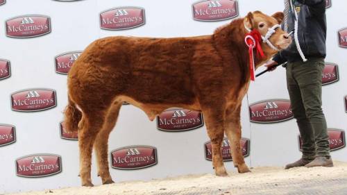 Top Price Steer at Brecon Show Potentials sells for £3400 from Tyisaf, Erwood