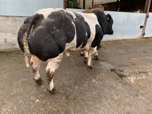 WANTED: E / U+ Cows & Stock Bulls for EXPORT