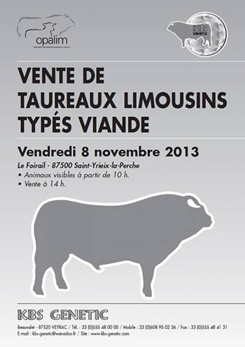 Sale of Young Pedigree Limousin Bulls