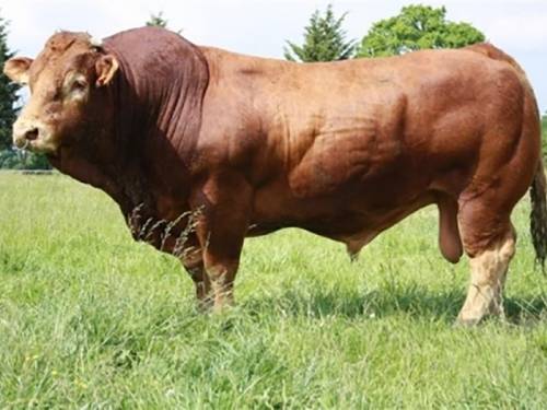 VERMEIL Son Sells for 4800 gns at Thainstone