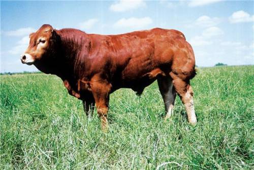 VIVALDI Heifer Sells for 6000 gns at Newark