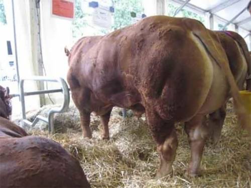 Semen Available from VOLCAN