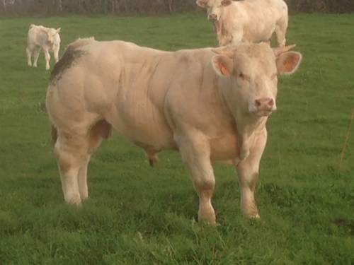 Imported Young (Culard) Charolais Bull
