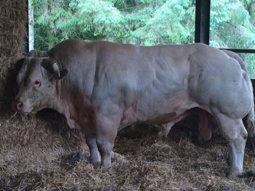 Imported (Double Muscled) Charolais Stock Bull