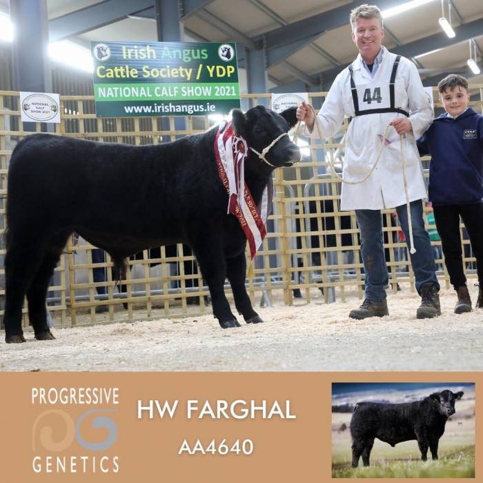 Bull Calf sired by HW Farghal T516