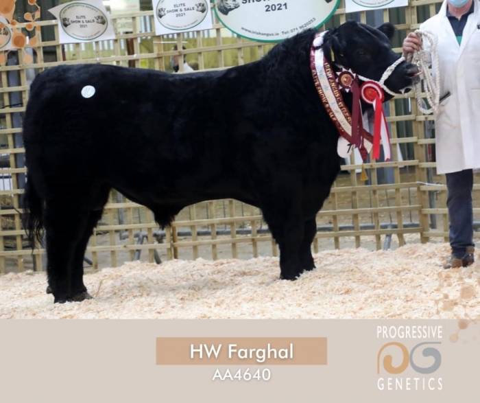 Son of HW Farghal T516